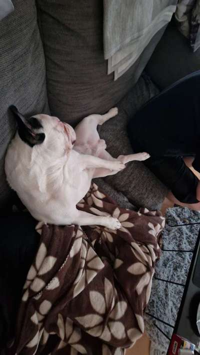 Französische Bulldoggen-Beitrag-Bild