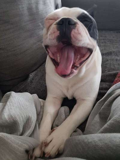 Fotochallenge Nr. 59 - Mein Hund zeigt die Zunge-Beitrag-Bild