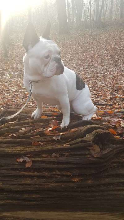 Französische Bulldoggen-Beitrag-Bild