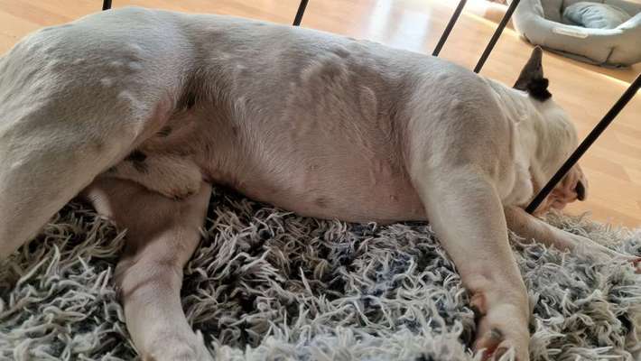 Französische Bulldoggen-Beitrag-Bild