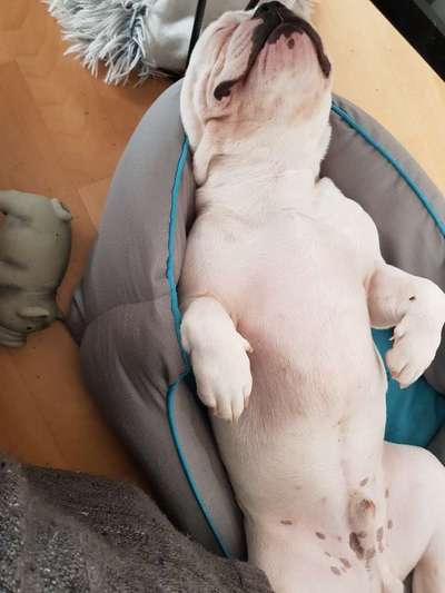 Französische Bulldoggen-Beitrag-Bild