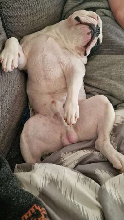 Französische Bulldoggen-Beitrag-Bild