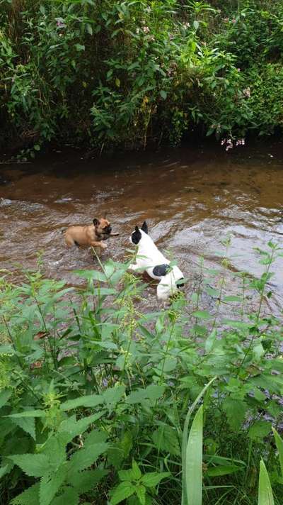 Französische Bulldoggen-Beitrag-Bild