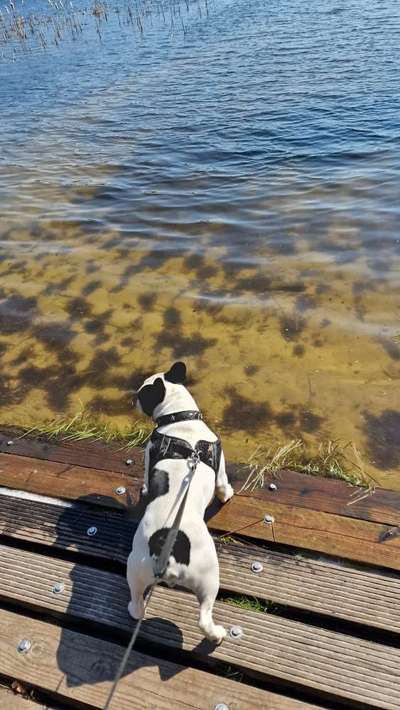 Französische Bulldoggen-Beitrag-Bild