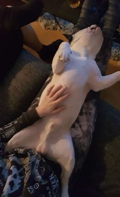 Französische Bulldoggen-Beitrag-Bild