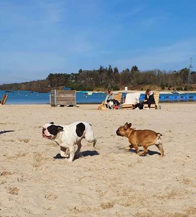 Französische Bulldoggen-Beitrag-Bild