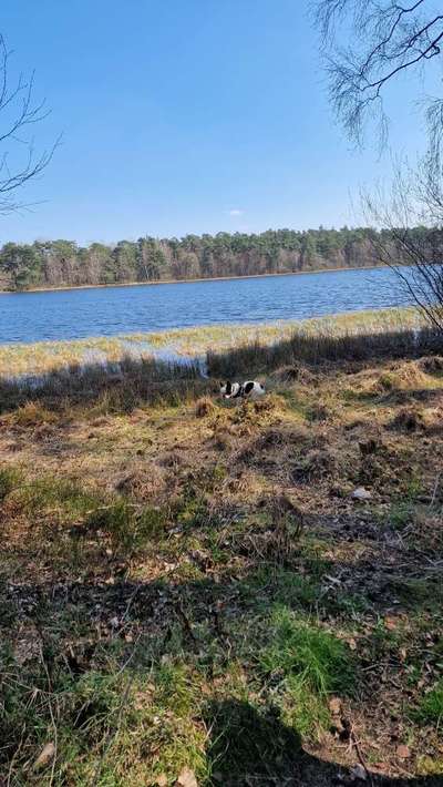 Französische Bulldoggen-Beitrag-Bild