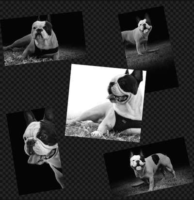 Französische Bulldoggen-Beitrag-Bild