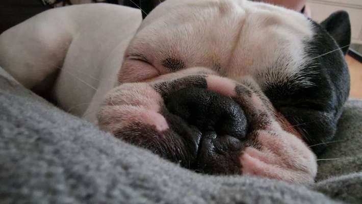 Französische Bulldoggen-Beitrag-Bild