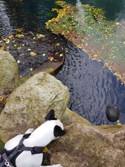 Französische Bulldoggen-Beitrag-Bild