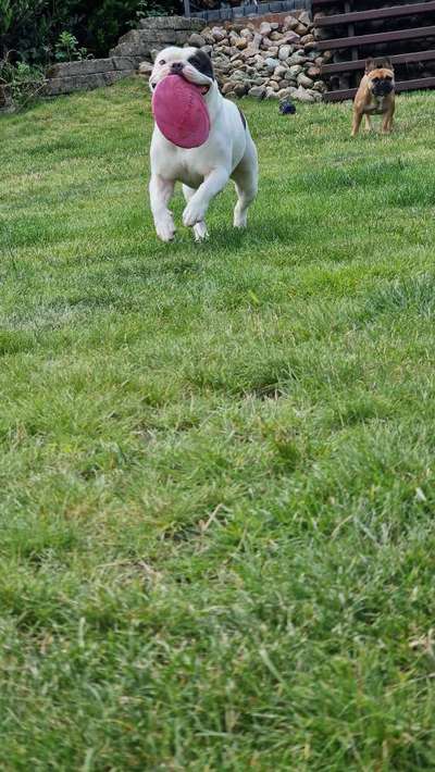 Französische Bulldoggen-Beitrag-Bild