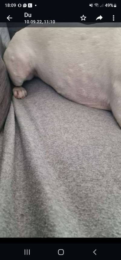 Französische Bulldoggen-Beitrag-Bild