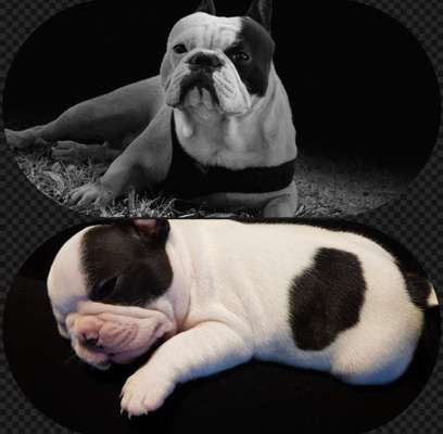 Französische Bulldoggen-Beitrag-Bild