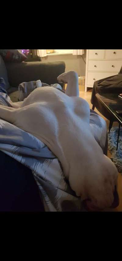 Französische Bulldoggen-Beitrag-Bild