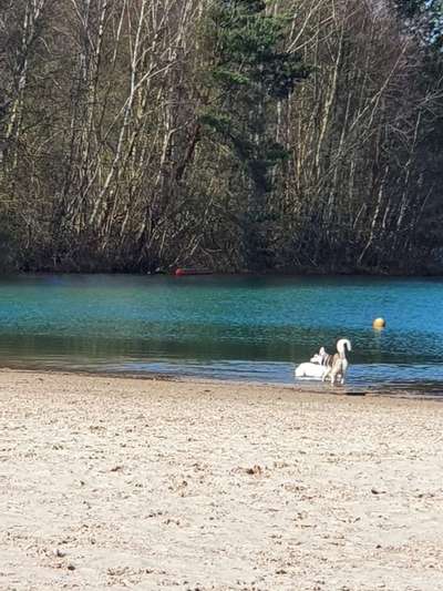 Französische Bulldoggen-Beitrag-Bild