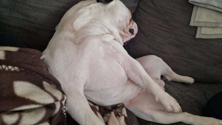 Französische Bulldoggen-Beitrag-Bild