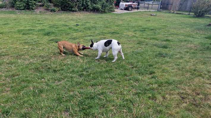 Französische Bulldoggen-Beitrag-Bild