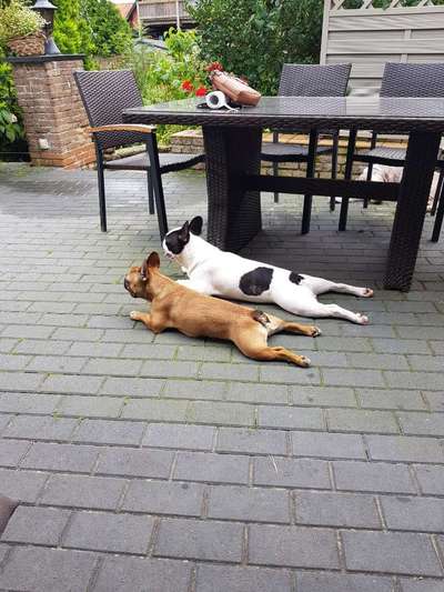 Französische Bulldoggen-Beitrag-Bild