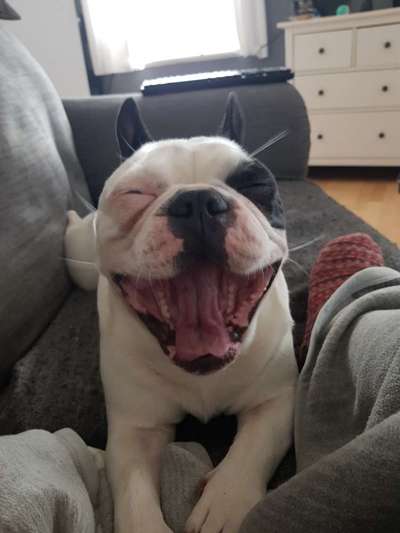 Französische Bulldoggen-Beitrag-Bild