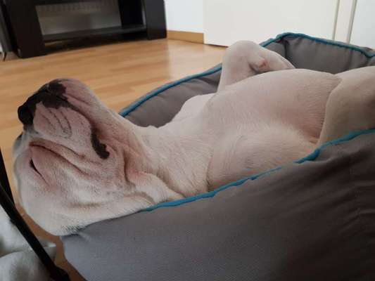 Französische Bulldoggen-Beitrag-Bild