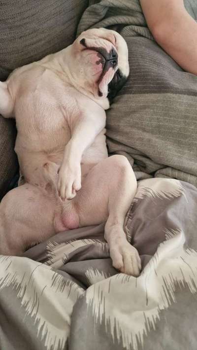 Französische Bulldoggen-Beitrag-Bild