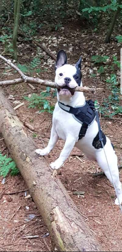 Französische Bulldoggen-Beitrag-Bild