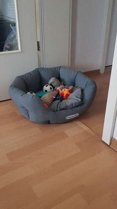 Französische Bulldoggen-Beitrag-Bild