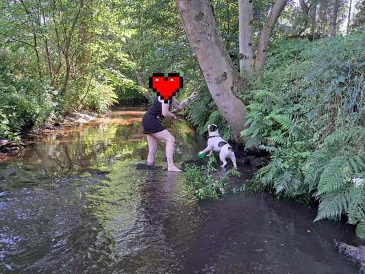 Französische Bulldoggen-Beitrag-Bild