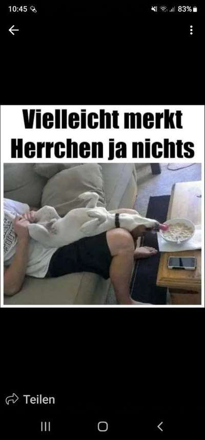 Französische Bulldoggen-Beitrag-Bild