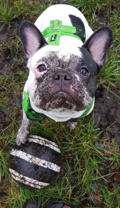 Französische Bulldoggen-Beitrag-Bild