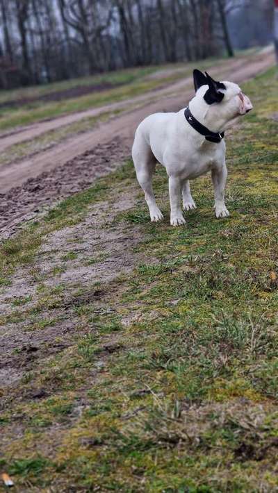 Französische Bulldoggen-Beitrag-Bild