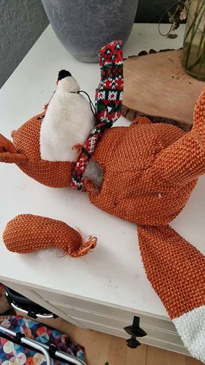 Französische Bulldoggen-Beitrag-Bild