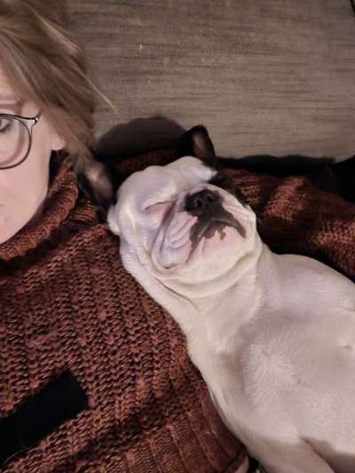 Französische Bulldoggen-Beitrag-Bild