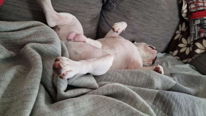 Französische Bulldoggen-Beitrag-Bild