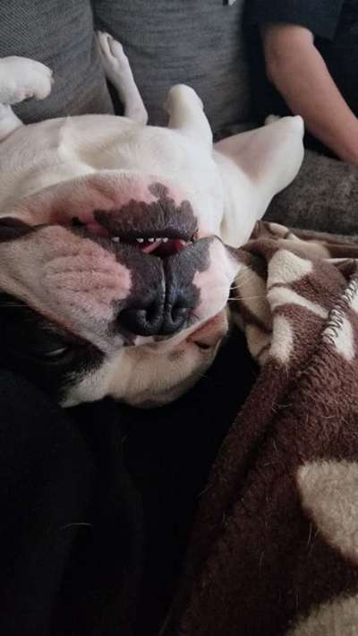 Französische Bulldoggen-Beitrag-Bild