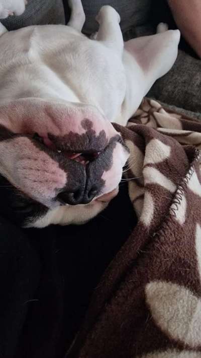 Französische Bulldoggen-Beitrag-Bild