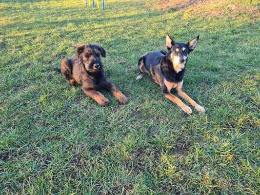 Mantrailing-Beitrag-Bild