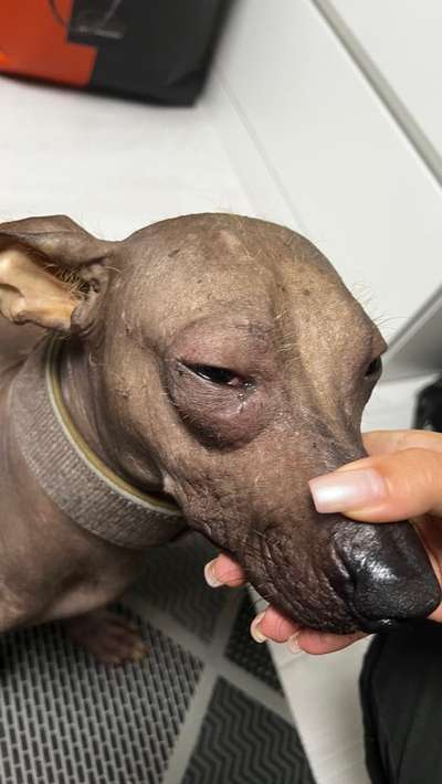 Augenentzündung-Beitrag-Bild