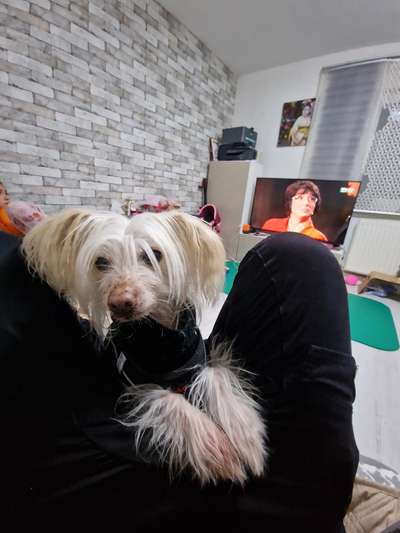 Hund 12 Jahre alt wird dünner trotz Appetit-Beitrag-Bild