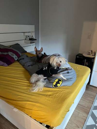 Hund 12 Jahre alt wird dünner trotz Appetit-Beitrag-Bild