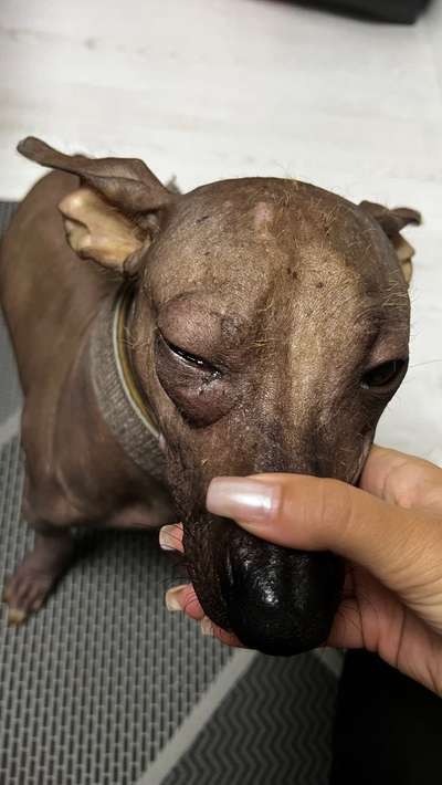 Augenentzündung-Beitrag-Bild