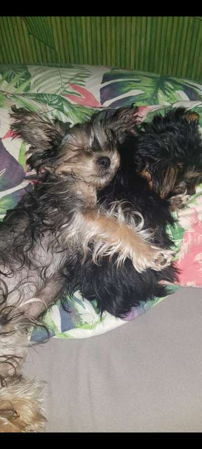 Welpen Bilder !-Beitrag-Bild