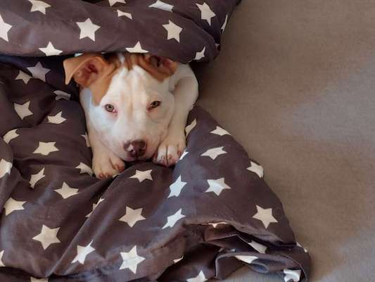 Darf der Hund bei Euch im Bett schlafen?-Beitrag-Bild