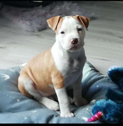 Welpen Bilder !-Beitrag-Bild