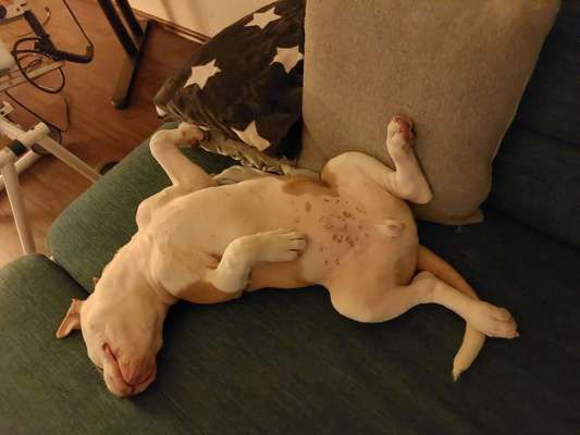 Dogorama Photo Challenge - Zeigt her eure Bäuche-Beitrag-Bild