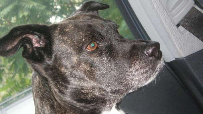 Unsere Fellnasen im Regenbogenland-Beitrag-Bild