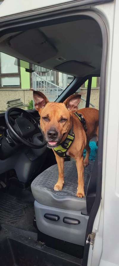 Foto Challenge Thema "Hunde im Auto"-Beitrag-Bild