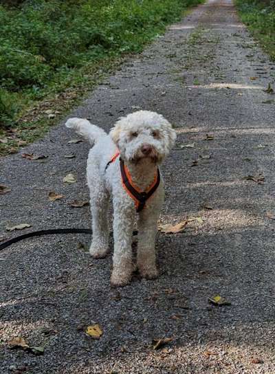 Mantrailing-Beitrag-Bild