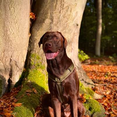 Hundetreffen-Gassi und Spielpartner gesucht-Bild