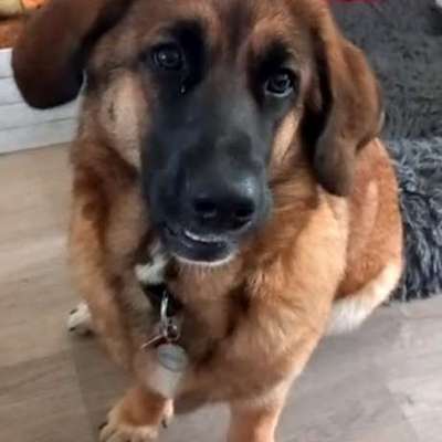 Hundetreffen-Gemeinsames Gassi mit Spiel und Spaß-Bild